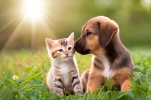 Gifts to Grow On #12 Pets