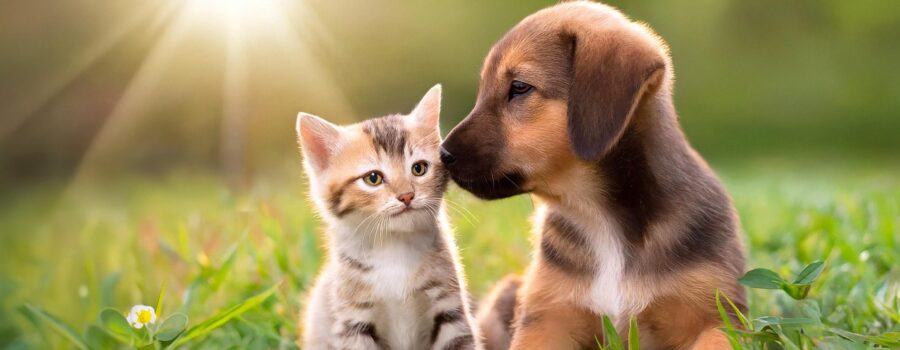 Gifts to Grow On #12 Pets