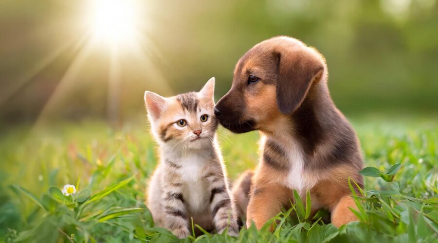 Gifts to Grow On #12 Pets